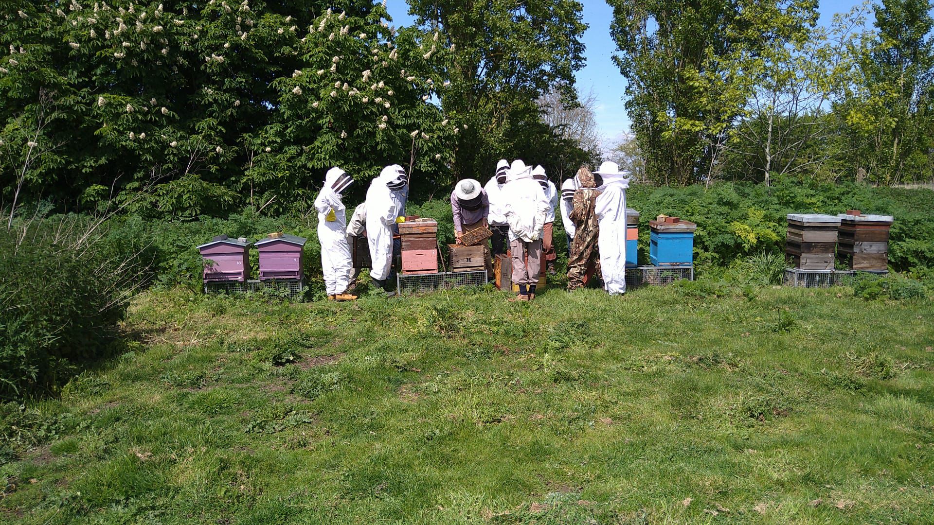 Wherstead Park Training Apiary